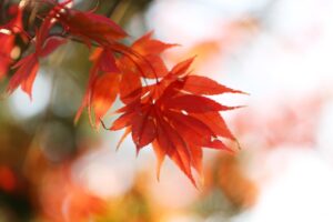 イエベ秋にぴったりな韓国のアイシャドウはどれ？