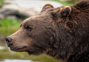 韓国のコンシーラーでおすすめのクマ対策アイテムは？