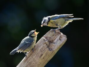 シミ対策に効果的な韓国コスメはどれ？