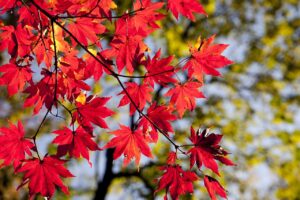 韓国コスメの口コミと評判は本当に信頼できるの？