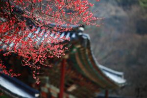 韓国コスメのトナーは乾燥肌に本当に効果的？
